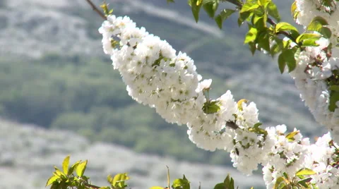 Close up of cherry tree branch full of flowers, shaken by the wind Stock Footage 49056517
