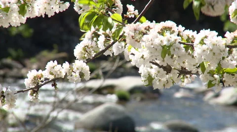 Close up of cherry tree branch full of flowers, river on background Stock Footage 49056564