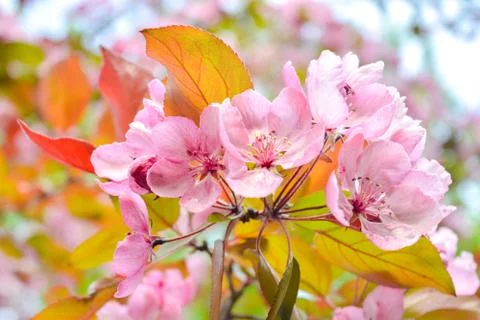 Close up Cherry tree branch with pink flowers Foto stock