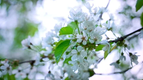 Close-up of a cherry tree branch with white flowers and green leaves. Stock Footage 312357626