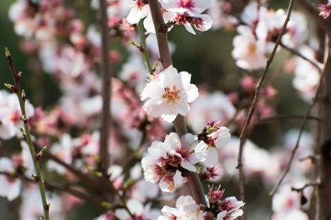 Close up of cherry tree branch with white blossom flowers Stock Photos