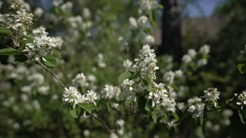 Close-up of cherry tree branches with blooming flowers and leaves Stock Footage 307616556