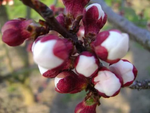 Close-up of cherry tree buds in the garden. Cherry buds on a tree branch  Stock Photos