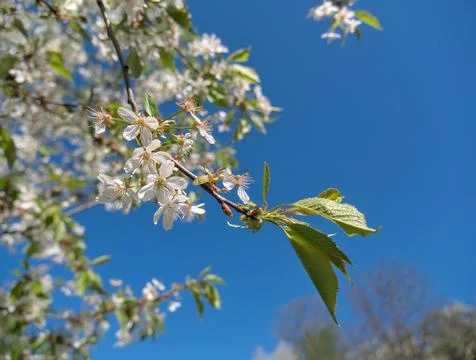 Close up of the cherry tree flowers on the branch in the orchard Stock Photos