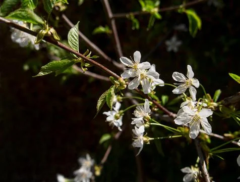 Close up of the cherry tree flowers on the branch against the dark background Stock Photos