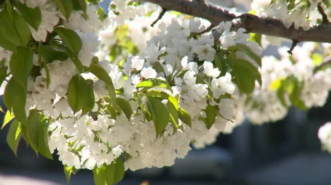 Close up of cherry tree flowers, detail Stock Footage 49056391