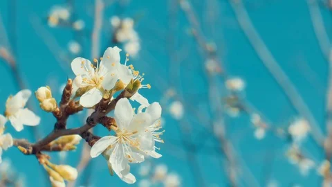 Close up cherry tree flowers Stock Footage 106306075