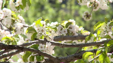 Close up of cherry tree flowers, forest on background Stock Footage 49056461