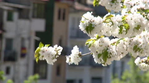Close up of cherry tree flowers, tilt up Stock Footage 49056481