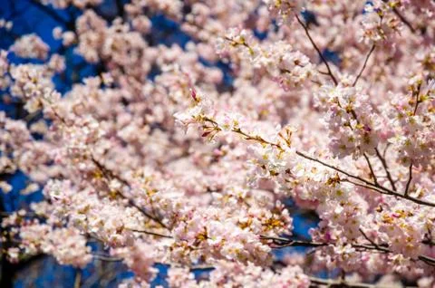 Close up of a cherry tree in full bloom in Central Park, New York, USA Foto stock