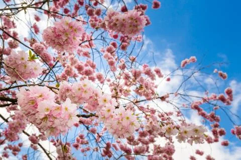 Close up of a cherry tree in full bloom in Central Park, New York, USA Stock Photos