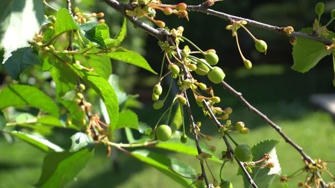 Close-up of Cherry Tree immature cherries moved slightly by a spring breeze Stock Footage 89695603