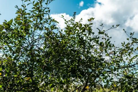 Close up of cherry tree with shallow depth of field Stock Photos