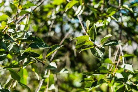 Close up of cherry tree with shallow depth of field Stock Photos