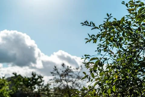 Close up of cherry tree with shallow depth of field Stock Photos