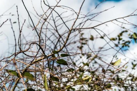 Close up of cherry tree with shallow depth of field Stock Photos