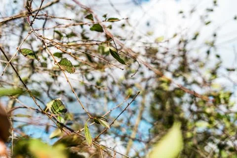 Close up of cherry tree with shallow depth of field Stock Photos