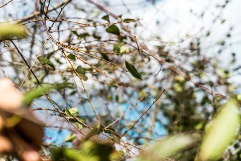 Close up of cherry tree with shallow depth of field Stock Photos