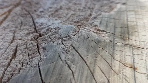 Close-up of a cherry tree stump in a sunny garden. Stock Footage 149308412