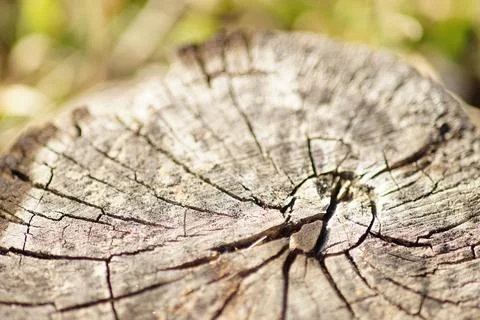 Close-up of a cherry tree stump in a sunny garden 写真素材