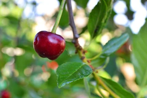 Close up of cherry on tree in village Stock Photos