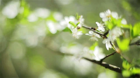 Close-up of cherry tree with white blossoms. Two shots Stock Footage 49165002