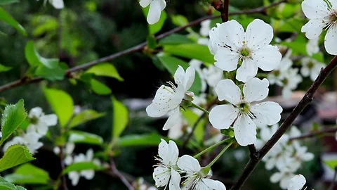 Close-up:  Cherry trees blossom with white petals, macro. Stock Footage 89852255