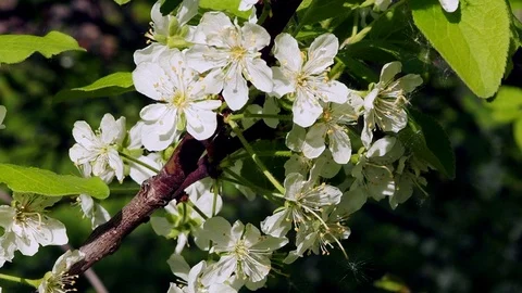 Close-up:  Cherry trees blossom with white petals, macro. Stock Footage 95493834