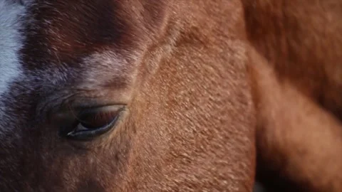 Close-up of a chestnut and white pinto horse's eye and coat. Stock Footage 297529989