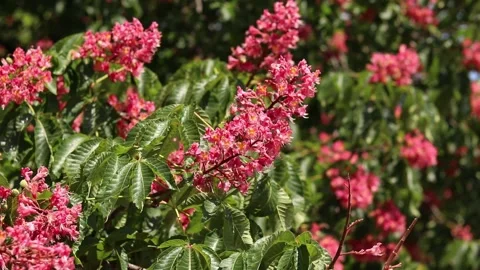 Close-up of chestnut blossom. 13 Stock Footage 309810430