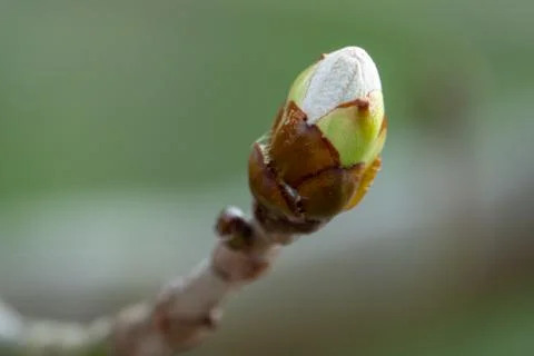 A close-up of a chestnut bud in spring Stock Photos