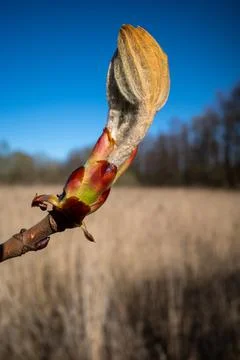 Close up of chestnut buds in springtime Stock Photos