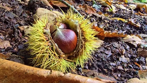 Close-Up of Chestnut Burr on Forest Ground Stock Footage 319819251