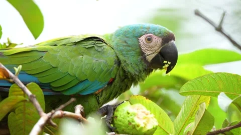 Close up of Chestnut-fronted Macaw Ara severus eating guava in Colombia Stock Footage 317679161
