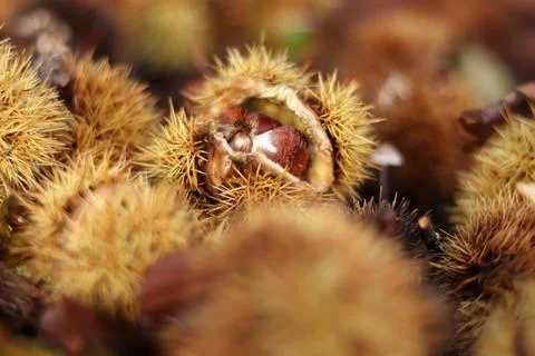 Close up from chestnut on the ground in a forest Stock Photos