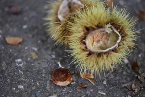 Close-up of chestnut on the ground, surrounded by its split husks and other ches Foto stock