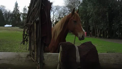 Close-Up of Chestnut Horse with Saddle and Tack in Rural Setting Video stock 336563888
