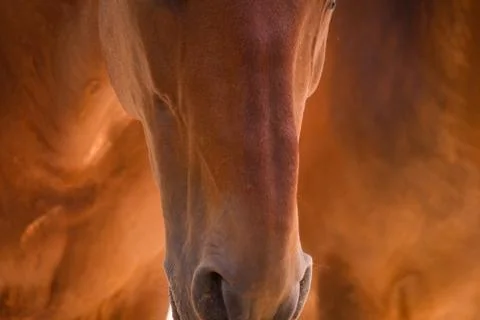 Close up of a chestnut horse's muzzle. Stock Photos