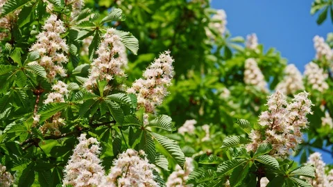 Close-up of a chestnut inflorescence. a chestnut tree leaves, on a sunny day Video stock 104513092