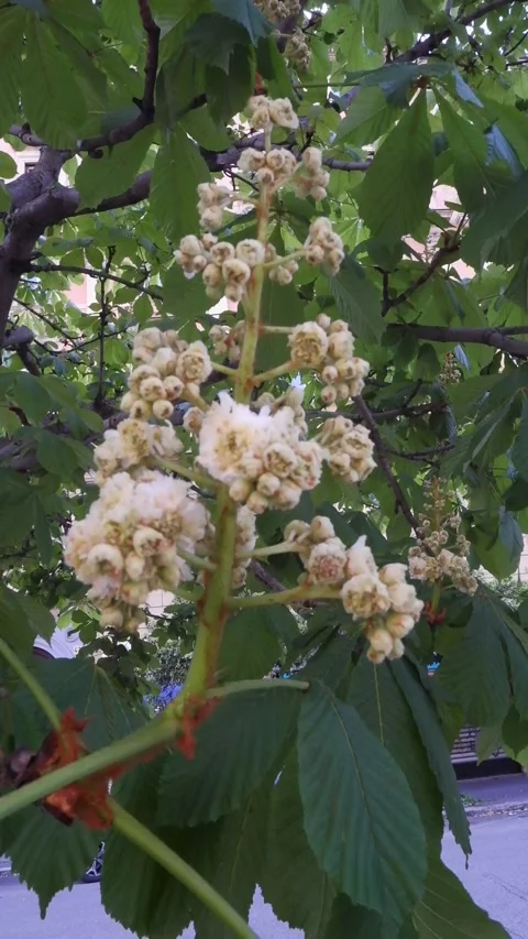 Close-up of a chestnut inflorescence 스톡 동영상 189404409
