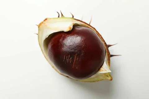 Close-up of a chestnut in spiky shell on white background Fotos de archivo