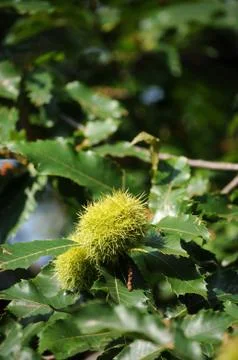 Close up of a chestnut in summer Stock Photos