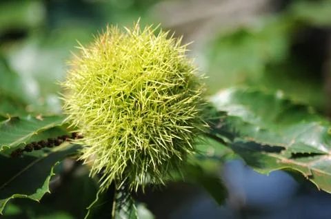 Close up of a chestnut in summer Stock Photos