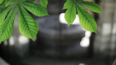 Close-up of chestnut tree. Back shot of girl in blue dress . Down. Street Stock Footage 100125339
