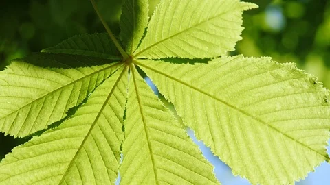 Close-up of a chestnut tree leaves, on a sunny day. Shot in 10bit 422 Vídeos de archivo 89575182