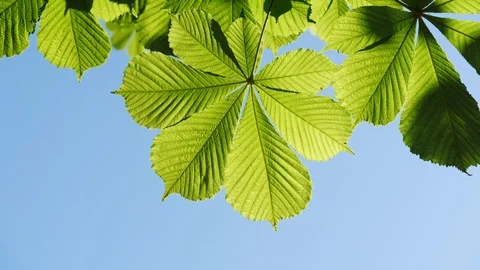 Close-up of a chestnut tree leaves, on a sunny day. Shot in 10bit 422 Stock Footage 89575322