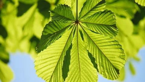 Close-up of a chestnut tree leaves, on a sunny day. Shot in 10bit 422 Stock Footage 89653869