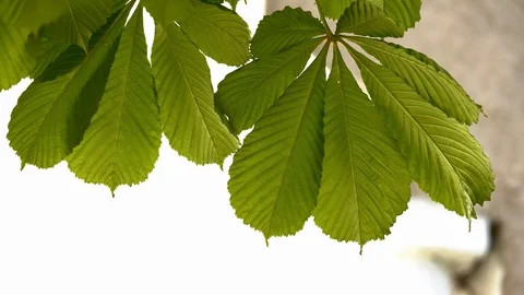 Close-up of a chestnut tree leaves, on a sunny day. Shot in 10bit 422 Stock Footage 89655233