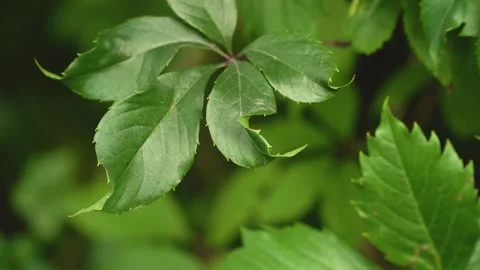 Close-up of a chestnut tree leaves, on a sunny day. Stock Footage 233413258