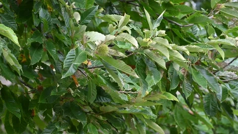 Close Up of Chestnut Tree &amp; Leaves Swaying in Wind Stock Footage 211867838